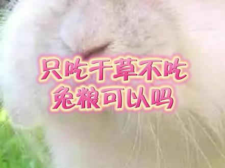 只吃干草不吃兔粮可以吗? #宠物兔