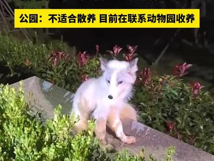 青岛浮山森林公园出现小白狐 救助中心:家养被遗弃 非保类动物 公园:不适合散养 目前在联系动物园收养