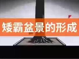 像视频中的截杆续枝的岭南剪枝法用在雀舌黄杨身上太久成型,雀舌黄杨推荐主杆用牵引来控主杆弯度分枝采用截杆续枝这样比较快成型。#创作灵感 #盆景艺术 #雀舌黄杨盆景 #盆景素材 #岭南盆景