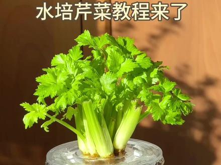 🌱水培芹菜教程来了~ 水培植物🌳水培蔬菜🥬水培芹菜,芹菜根部留一点,根部浸水,15天就收割噢,无土栽培,清水就能养的蔬菜,既能光赏又能食用哦~#水培植物 #水培蔬菜 #水培芹菜 #种植小技巧 #花卉绿植