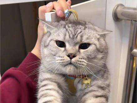 学会卡猫bug,轻松养好猫 #猫咪的Bug #哈基米 #新手养猫 #猫咪日常 #养猫人的绝招