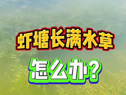 虾塘长满水草怎么办?今天拿到一个秘方,效果杠杠的。#三农 #养虾人 #养虾技术交流