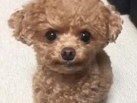 泰迪犬肛门腺多久挤一次?怎么挤?#宠物知识 #泰迪🐻