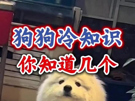 狗狗冷知识,你知道几个?#狗狗#养狗人#新手养狗#养狗小知识#萌宠出道计划