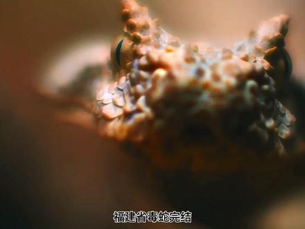 福建省毒蛇(全)
#蛇类科普#毒蛇#自然