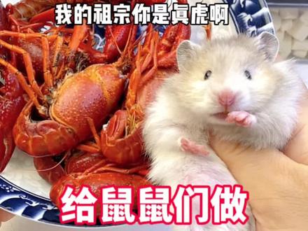 给鼠鼠做小龙虾馅的饺子,也太哇塞了#金丝熊 #仓鼠 #养鼠日常分享 #鼠鼠我呀 #鼠鼠