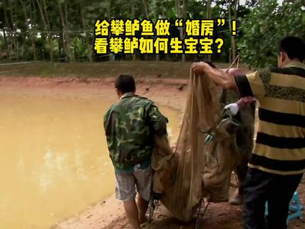 给攀鲈鱼做“婚房”!看攀鲈如何生宝宝?