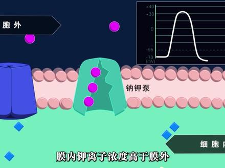 兴奋在神经元上的传递过程 #生物 #神经细胞 #动作电位 #突触