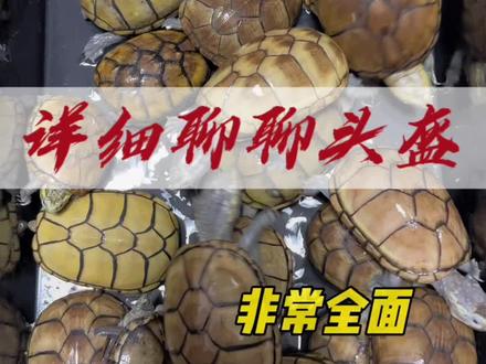 把你的头盔发到评论区 我们聊聊#头盔蛋龟