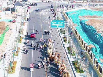 东天山骆驼队,浩浩荡荡入城来,宛若千年前丝绸之路的繁华再现。人潮涌动,长武青龙山下,历史与现代交织。正如李白所言:“长风几万里,吹度玉门关。”此情此景,令人心潮澎湃。#长武小刘 #重走丝绸之路 #骆驼 #东天山骆驼队 #陕西界