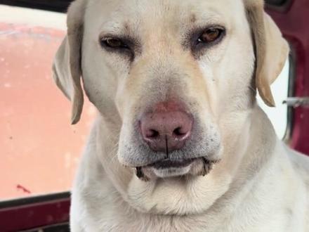 怎么感觉还挺顺眼的 #波妞 #大酸奶 #狗狗 #内容启发搜索