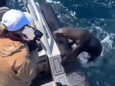 毛毛愣愣的海狮#搞笑配音#动物搞笑视频