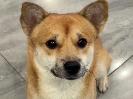 我的狗朋友回家了,又来找我了…楼下奶奶说一大早小黄就在楼下等着了…来俺家只办三件事吃饭,喝水睡觉#动物的迷惑行为 #狗都成精了 #萌宠出道计划 #狗是人类最忠诚的朋友请善待它 #精神小狗