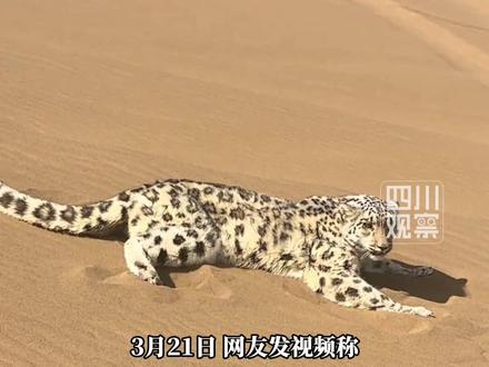3月21日,#新疆一沙漠惊现沙尘豹 一只成年雌性雪豹“迷路”闯进吐鲁番库木塔格沙漠。多部门工作人员紧急联动,历经5个多小时将其捕获,并连夜送往新疆野生动物救护中心。