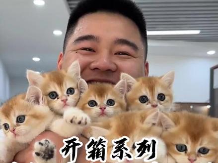 一窝圆鼓鼓的金豆豆和一窝仙女喵布偶猫你们怎么选?#壮实说猫 #金渐层 #布偶猫
