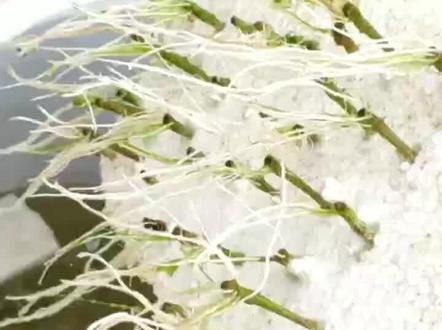 扦插方法,快速生根#扦插高手