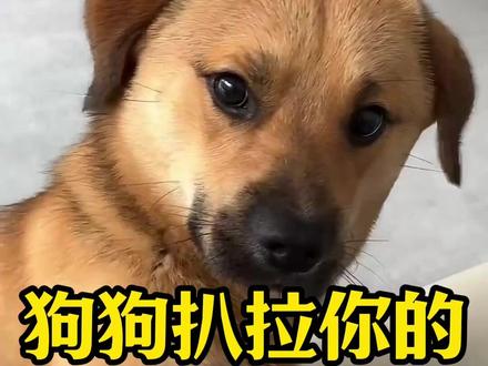 狗狗用爪子扒拉你其实有这六种含义你知道吗? #新手养狗 #养狗经验分享 #科学养宠攻略 #养狗人 #狗狗