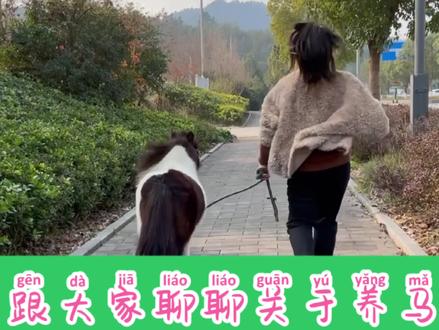 评论里有朋友说看了我们视频买了小矮马 卜爸说有些事情要跟大家说 #萌宠出道练习生 #萌宠出道计划 #小矮马