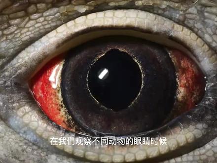动物有什么样的瞳孔,也决定着它们是什么样的身份 #科普一下 #涨知识 #动物 #动物百科