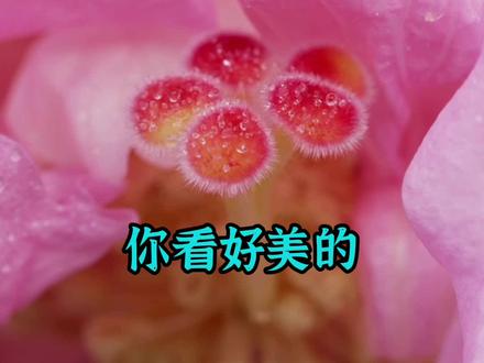 逛公园拍了这种一天能变三种颜色的花,木芙蓉#一日一植物