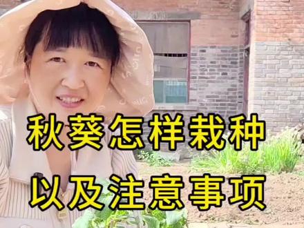 栽种秋葵的两种方法#家庭种植#有机种植#秋葵栽种方法
