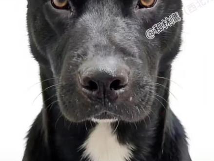 痛失大可乐!ee们的心头肉,那么听话,那么勇敢!剪了删,删了剪……很不想告诉大家这个消息!好好休息,我们的大可乐!#西北刀客#猎犬#野猪@西北刀客-公益护农 @西北刀客-机油手