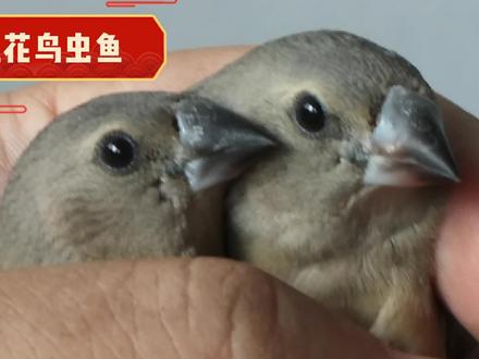 七彩文鸟幼鸟不容易区分公母?试试这一招,太准了!