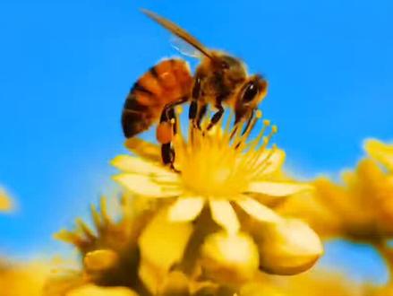 第四十七,课蜜蜂采蜜酿蜜的全过程#涨知识 #儿童科普 #百科知识 #沉浸式农场 #蜜蜂蜂蜜@无穷小亮的科普日常 @老唐育儿(晚9点科普直播)