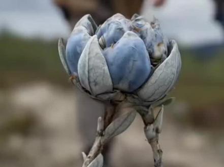 神奇动物世界#稀有物种 #你见过吗