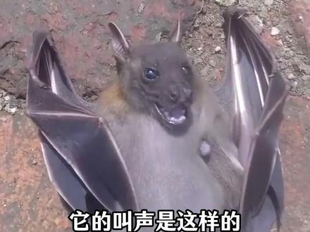 分享20种动物的叫声,哪些让你感到意外? #保护动物 #动物科普 #动物叫声 #涨知识