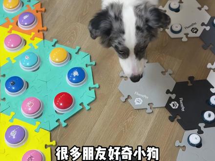 如何教会小狗使用按钮表达?毛孩子三步学会 #边牧 #宠物交流按钮 #养狗指南 #小狗技能 #狗狗成精了