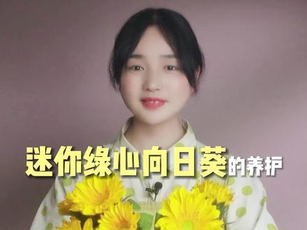 迷你绿心向日葵的养护方法详解#爱生活爱养花 #养护小知识 #向日葵#一束花的仪式感