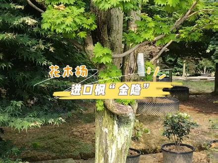 日本进口枫“金隐”#金牌苗木人