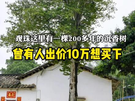 观珠这里有一棵200多年的沉香树,曾有人出价10万想买下!#百年老树 #精品苗木 #茂名电白 #沉香树