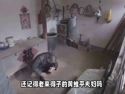 黄维平终于说实话了!移居广西不是为了小天赐,而是为了养老断亲