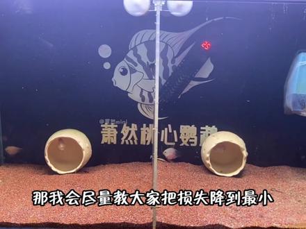 迷你鹦鹉鱼繁殖后怎么提高鱼苗的孵化率? 最近很多鱼友在带苗时,要么团灭要么所剩无几,今天整理了一份攻略,文字在补充一点:就是水质问题也会影响鱼苗的孵化,当然如果你的水质有问题,种鱼也不会生娃的,你想想吧,种鱼自己在水里都不舒服,怎么可能生娃,所以水质一定要保证好!至于用什么过滤,大家可以翻翻我那期 怎么养胭脂粉的视频,后面有提到!#迷你鹦鹉鱼 #迷你鹦鹉鱼繁殖 #桃心胭脂粉迷你鹦鹉鱼 #桃心摩卡迷你鹦鹉鱼