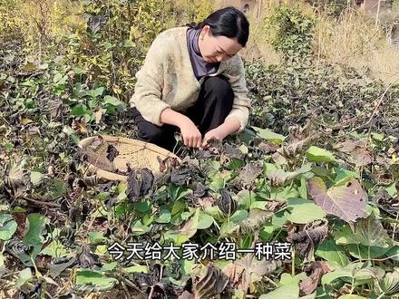 又到了吃“黑菜”的时节,天赐美味,赶紧来农村采,再晚就没啦!