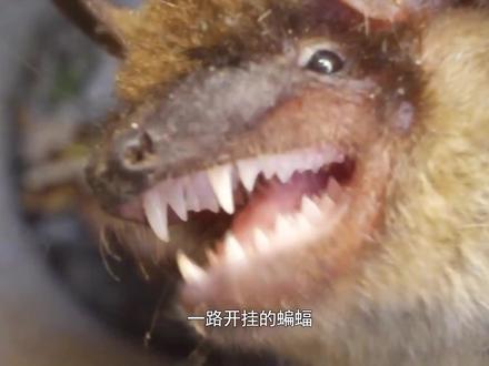 病毒之王为什么是蝙蝠?(2)