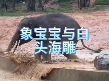 象宝宝喝水好难 #荒野求生 #极限生存