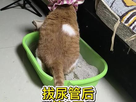 拔尿管后第六天了,每天两次消炎药,一次化解结晶的药,强制灌水,尿痛所以加了加巴喷丁,什么时候才能好啊?磨人呢!#尿闭的猫咪 #尿闭恢复