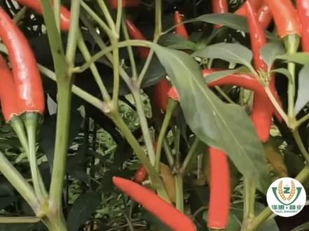 一听谁说小米椒可以亩产达到6000斤,这人不是卖辣椒种子的,就是卖辣椒苗的。目前还没有遇到第三种人😅😅