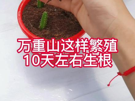#万重山 #养花小知识 #三农 #多肉植物 #爱生活爱养花 #盆栽 @抖音小助手 @DOU+小助手 @抖音