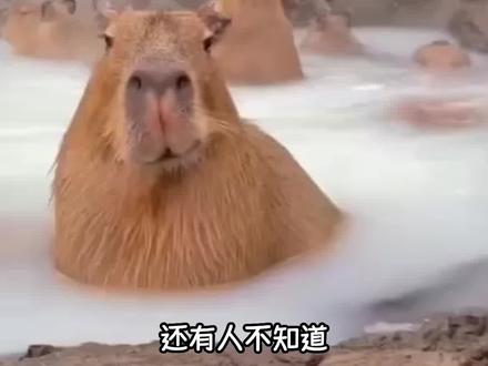 还有谁不知道卡皮巴拉是水豚的!#capybara #水豚 #卡皮巴拉