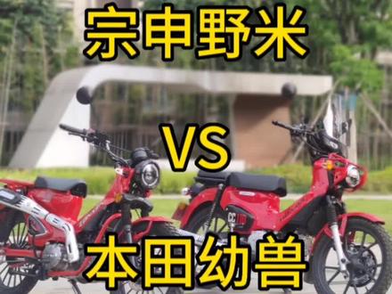 宗申野米和本田幼兽详细对比#本田幼兽cc110 #本田幼兽 #宗申yami
