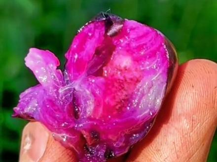 乌墨 海南蒲桃#乌墨 #乌墨果 #海南蒲桃