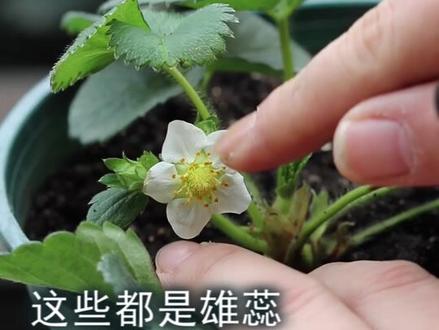 草莓种在屋里,没有昆虫授粉,怎么结果#抖音万物节生活美学专区