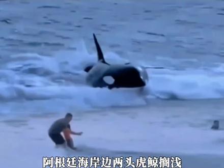 众人合力救助虎鲸 #海洋生物#动物#动物救助#科普 #强烈推荐