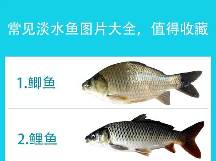 常见的28种淡水鱼品种大全,以后再也不担心不认识鱼了#钓鱼 #2022dou来钓鱼 #淡水鱼品种 #淡水鱼种类大全
