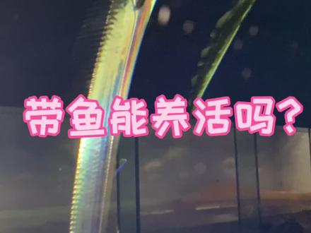 带鱼能养活吗?出水就破肚而死吗?是深海鱼吗?@DOU+小助手
