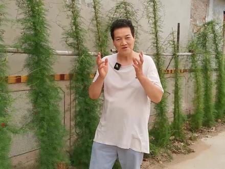 推荐一款耐“夏季”墙体“热辐射”的“攀缘植物”宝贝叫“茑萝”#推荐 #夏季 #植物 #宝贝 #茑萝 #一款